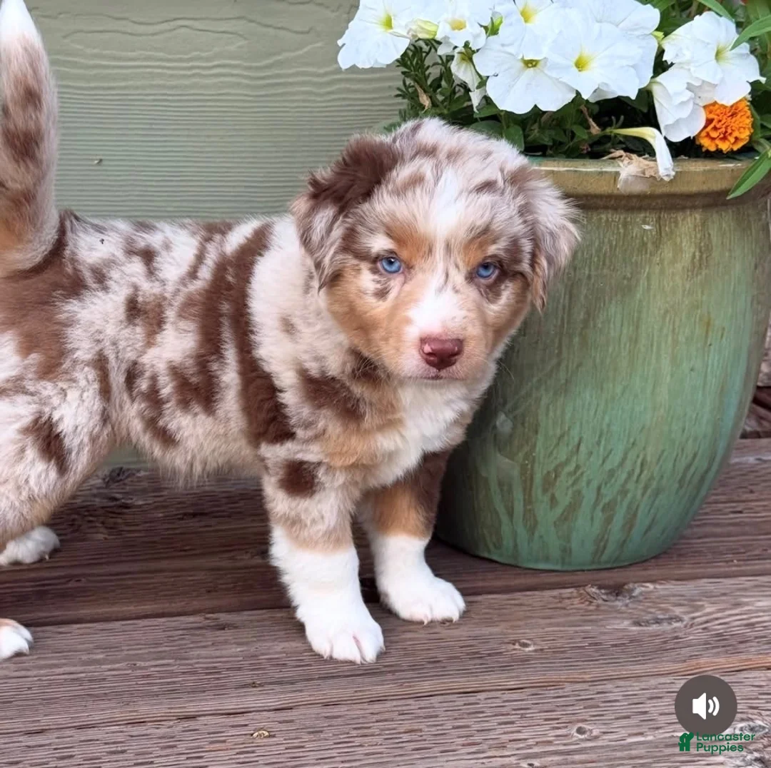Miniature Australian Shepherd dogs for sale: Hooligans Red Merle Male 1 - Ad 2