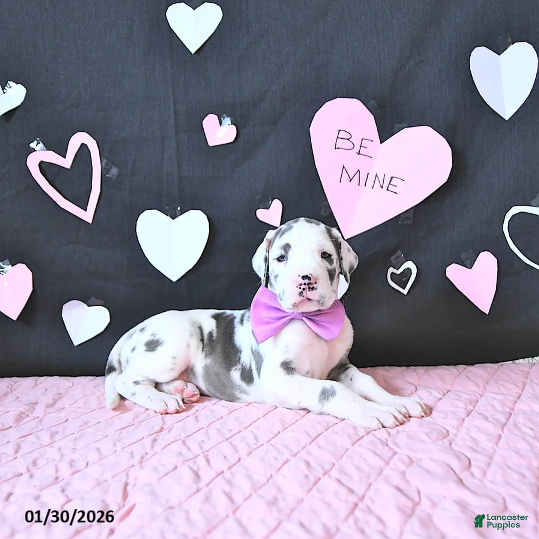 Great Dane dogs for sale: Emma - Ad 4