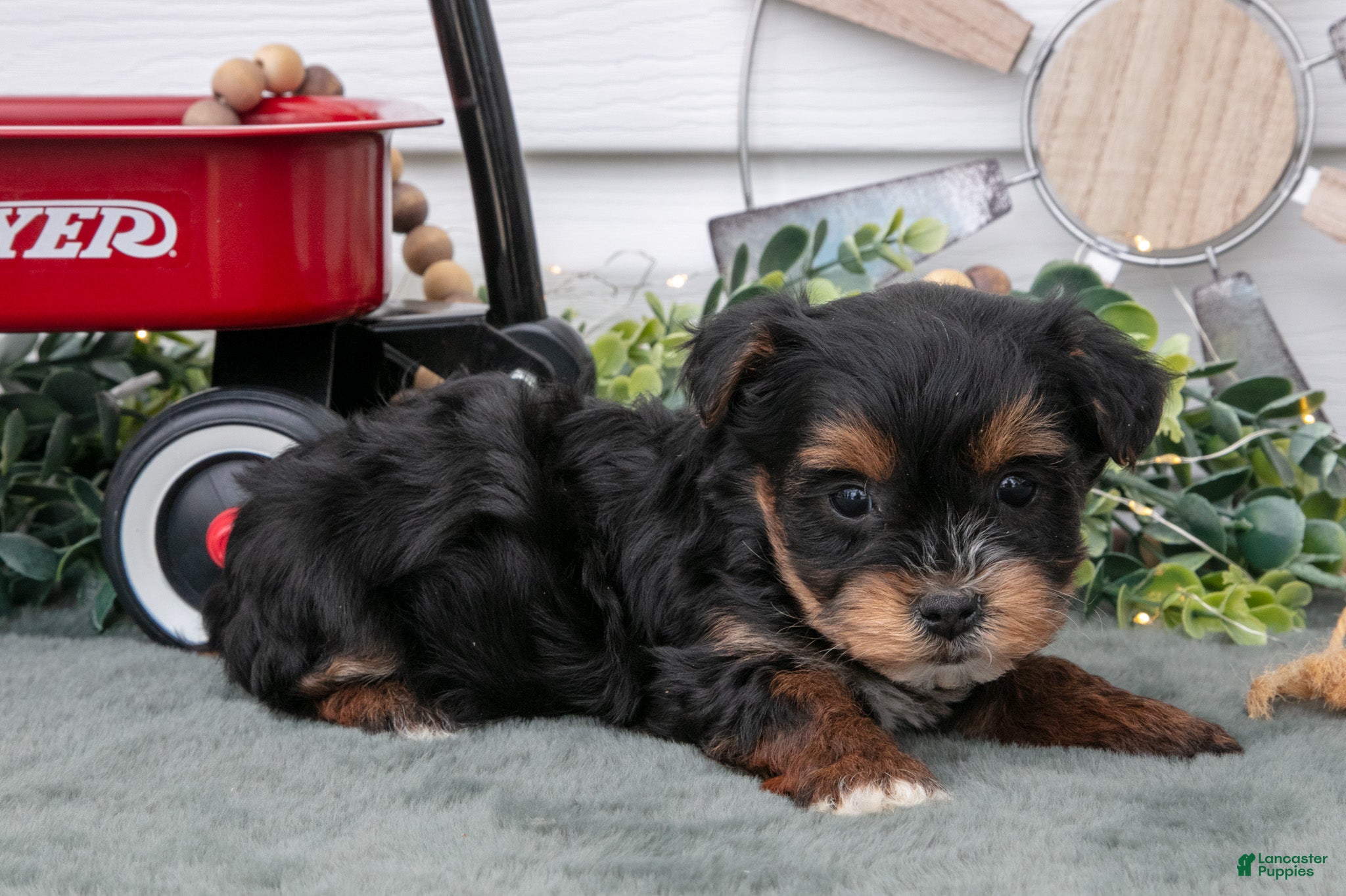 Yorkiepoo dogs Tootsie - Ad 37