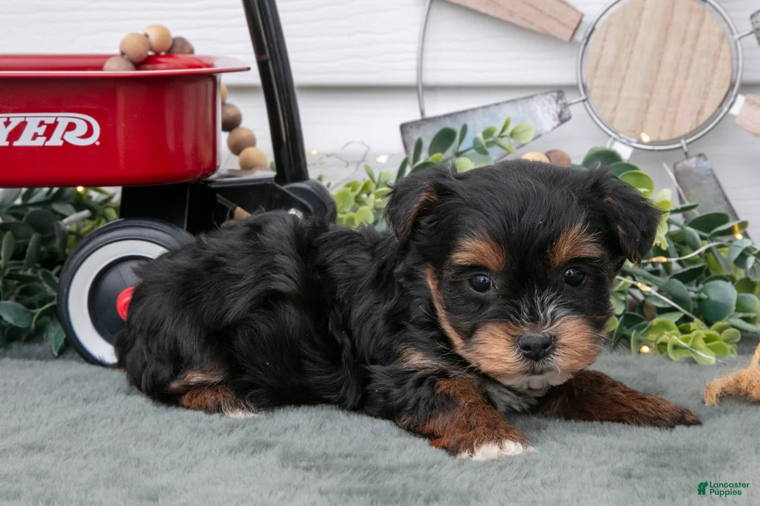 Yorkiepoo dogs for sale: Tootsie - Ad 1