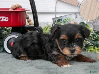 Yorkiepoo dogs Tootsie - Ad 37