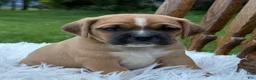 Puggle dogs for sale: Pixie - Ad 4