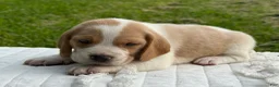 Beagle dogs for sale: Auggie - Ad 7