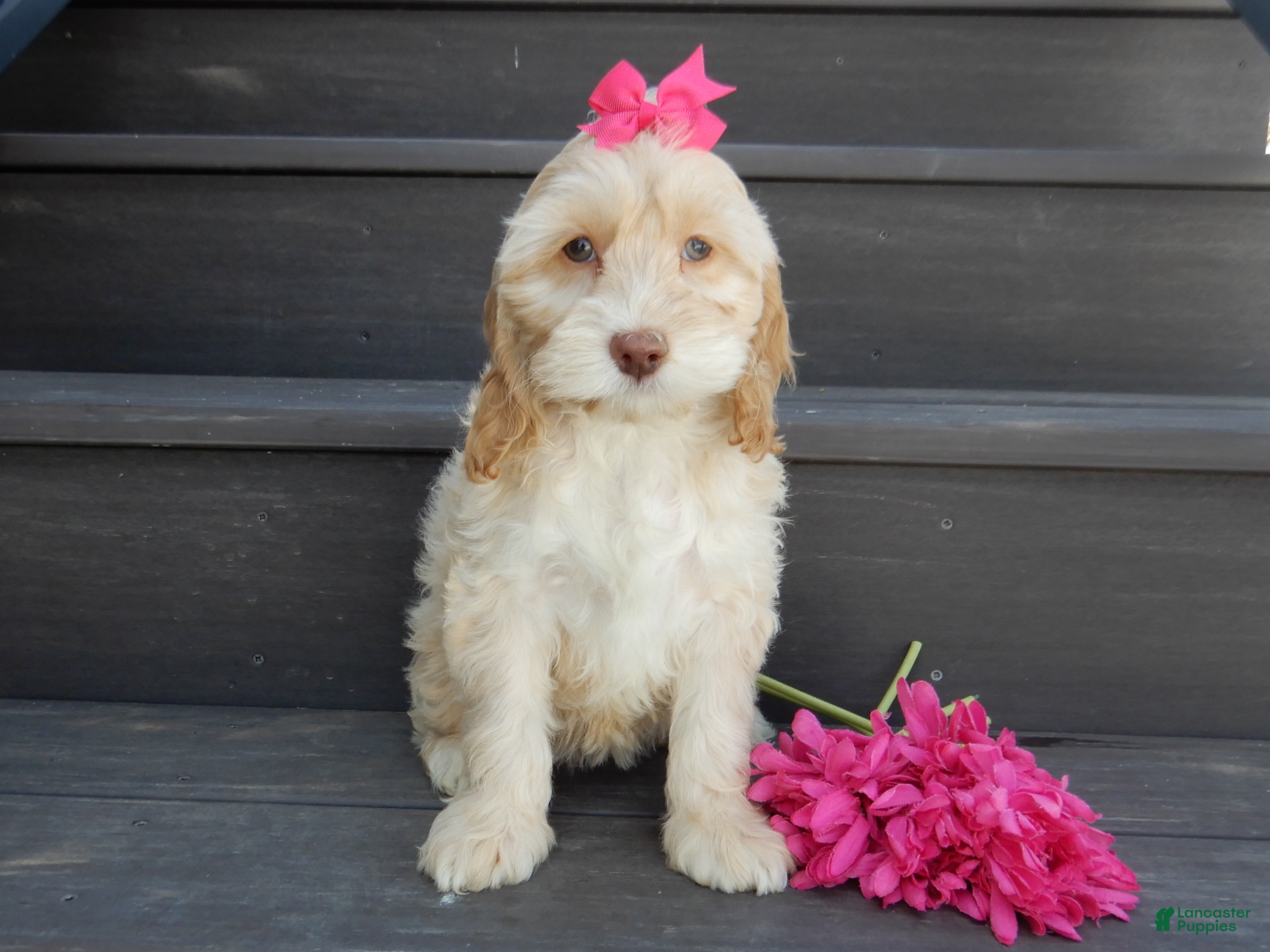 Cockapoo dogs Gracie - Ad 2