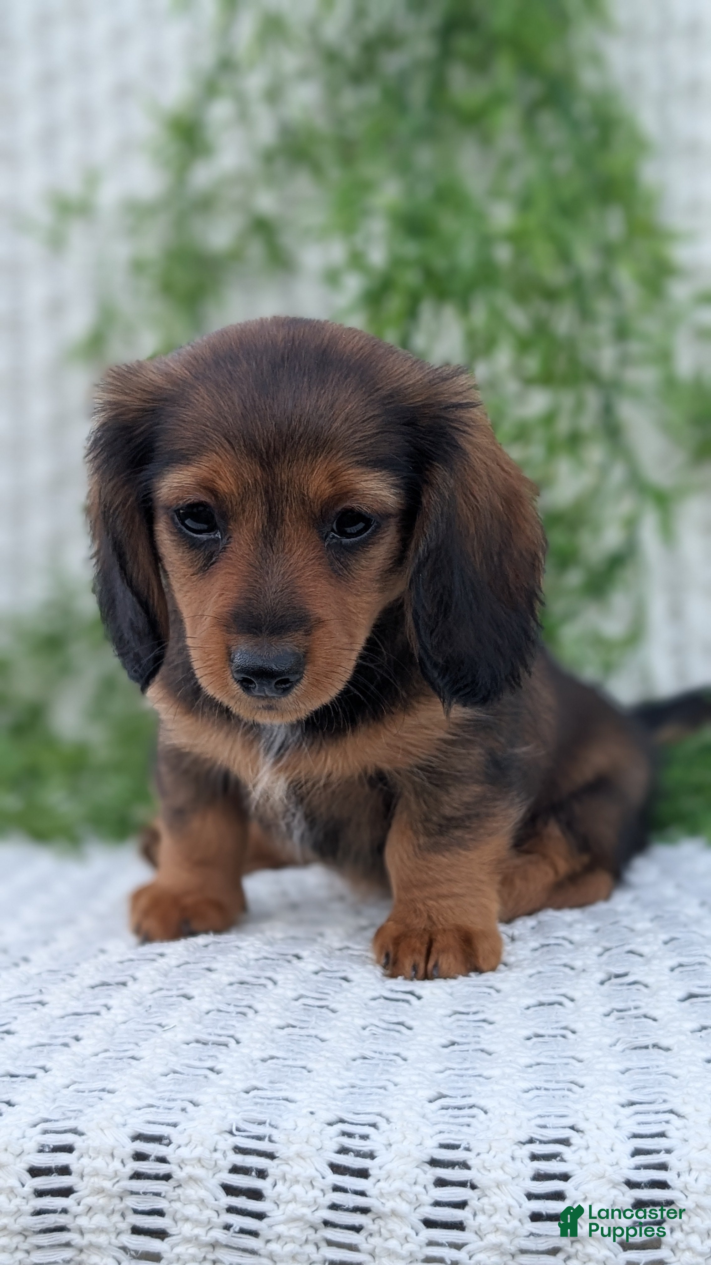Miniature Dachshund dogs Rori - Ad 2