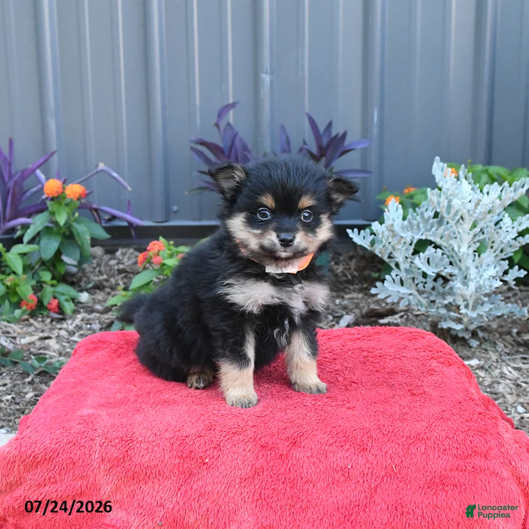 Pomeranian dogs for sale: Huck - Ad 1