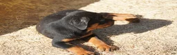 Rottweiler dogs for sale: Rottweiler litter of 5 puppies - Ad 32
