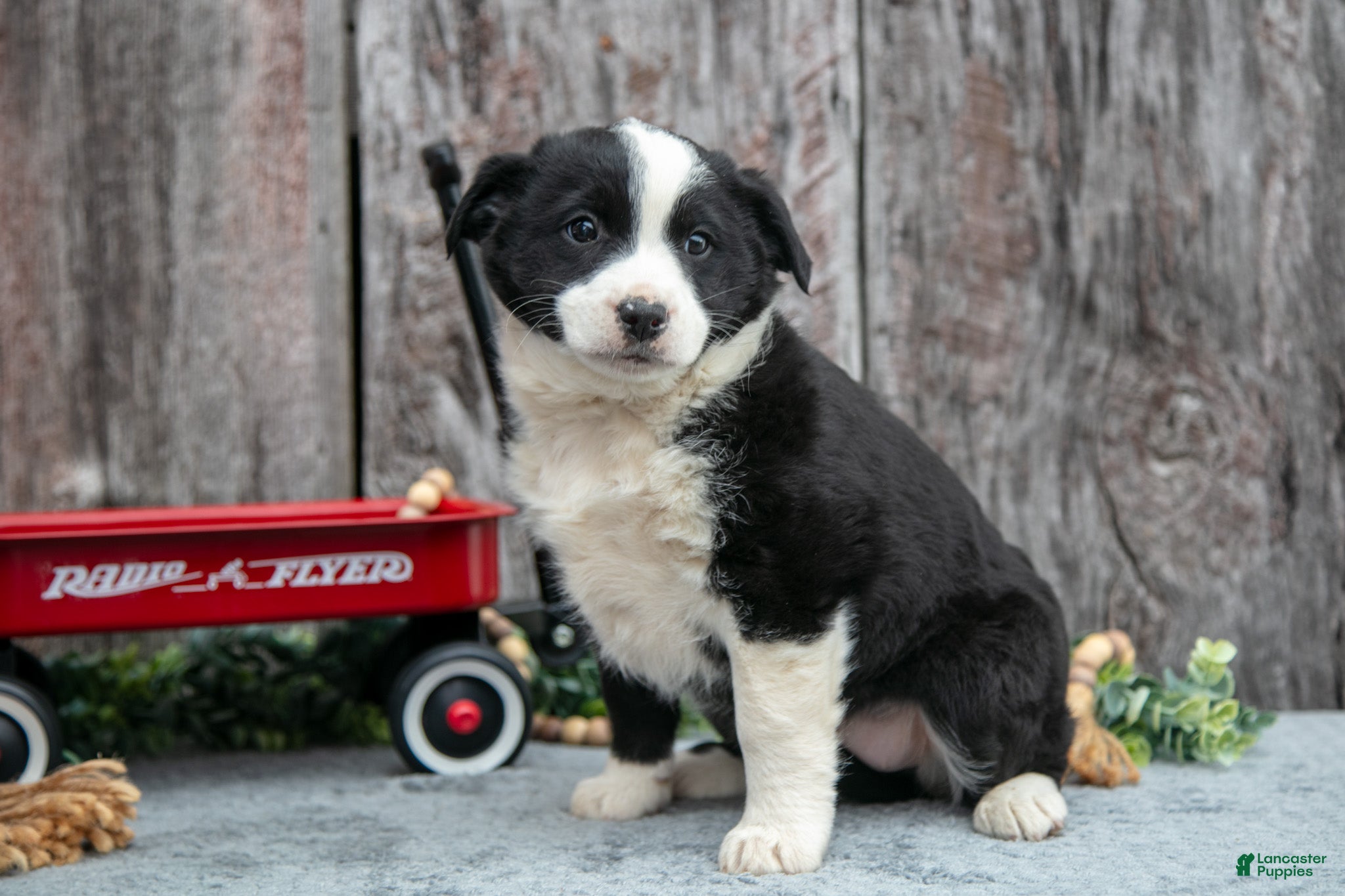 Mixed Breed dogs Tina - Ad 30