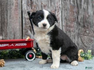 Mixed Breed dogs Tina - Ad 30