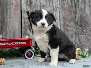 Mixed Breed dogs Tina - Ad 18