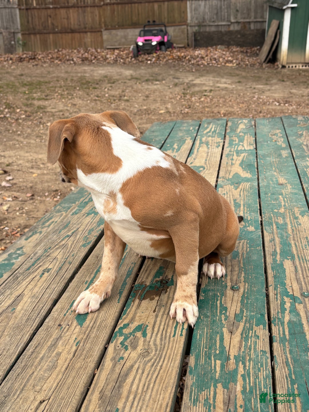 American Bully dogs for sale: Xena - Ad 2