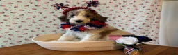 Bernedoodle dogs for sale: Cookie - Ad 1