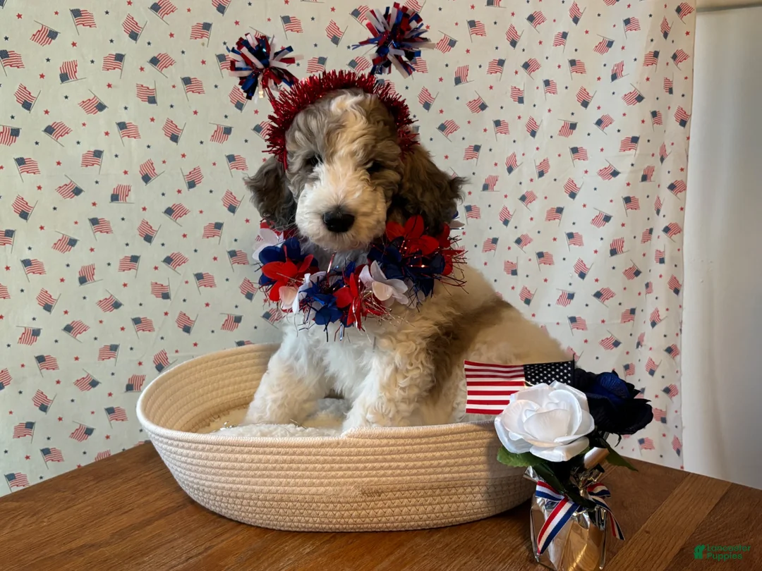 Bernedoodle dogs for sale: Cookie - Ad 1