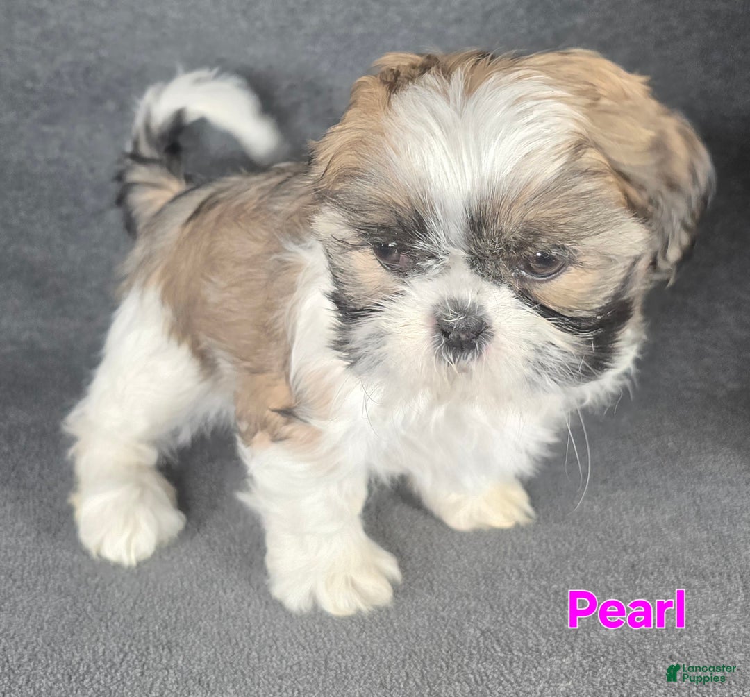 Shih Tzu dogs for sale: Pearl  - Ad 4