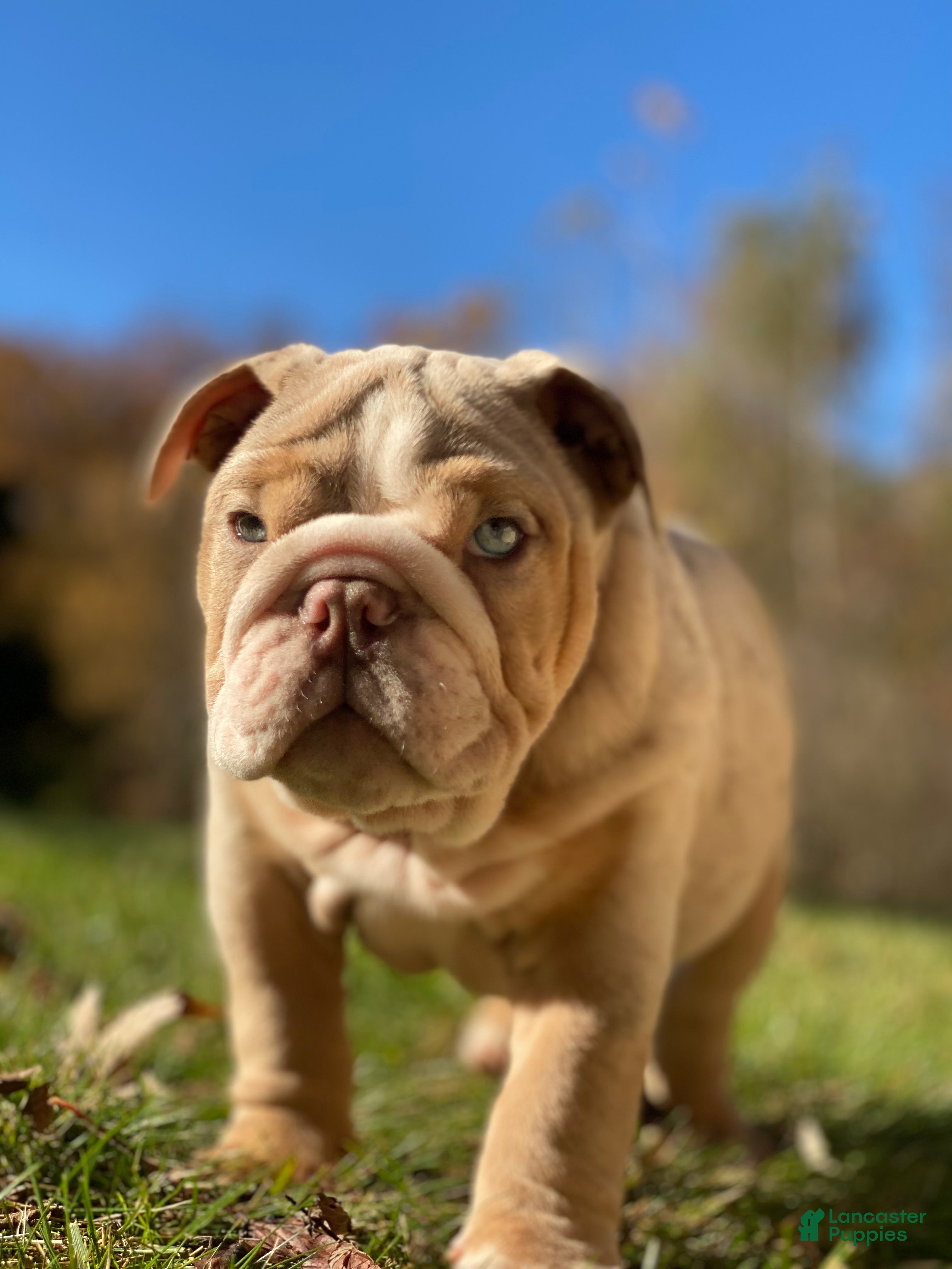 English Bulldog dogs for sale: Ricky - Ad 12