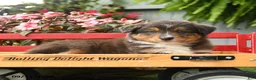 Australian Shepherd dogs for sale: Rain - Ad 3