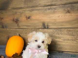 Maltipoo dogs - Ad 41