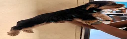 Yorkshire Terrier dogs for sale: Angel  - Ad 2