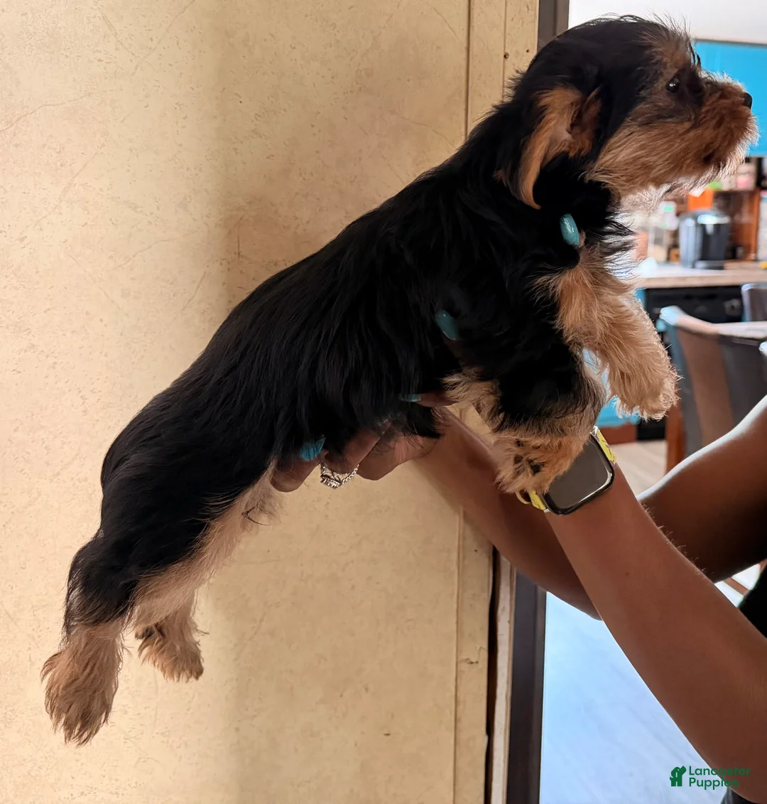 Yorkshire Terrier dogs for sale: Angel  - Ad 2