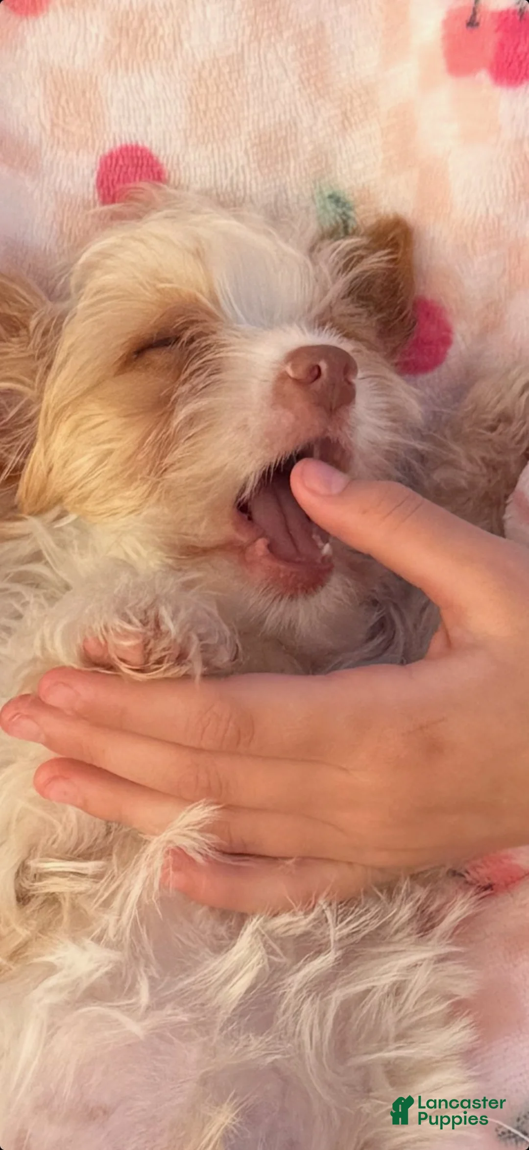 Yorkshire Terrier dogs for sale: Boy - Ad 3
