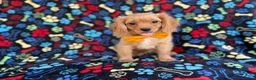 Cavapoo dogs for sale: Ruger - Ad 2