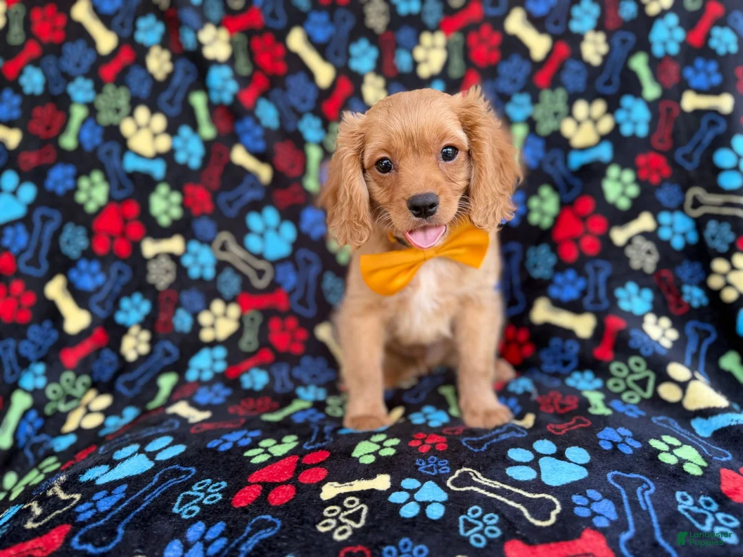 Cavapoo dogs for sale: Ruger - Ad 2