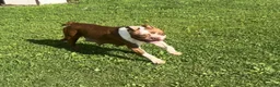 Boston Terrier dogs for sale: Boston Terrier 3 - Ad 4