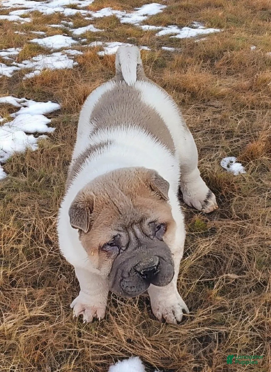 Shar Pei dogs for sale: Isabella mini flower  - Ad 8
