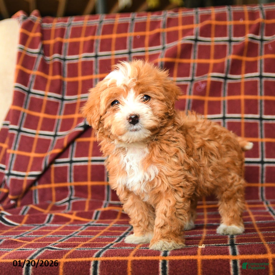 Maltipoo dogs for sale: Checkers - Ad 1