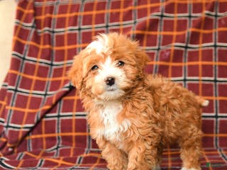 Maltipoo dogs Checkers - Ad 29