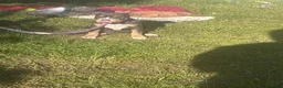 American Bully dogs for sale: American Bully Puppy 2 - Ad 2
