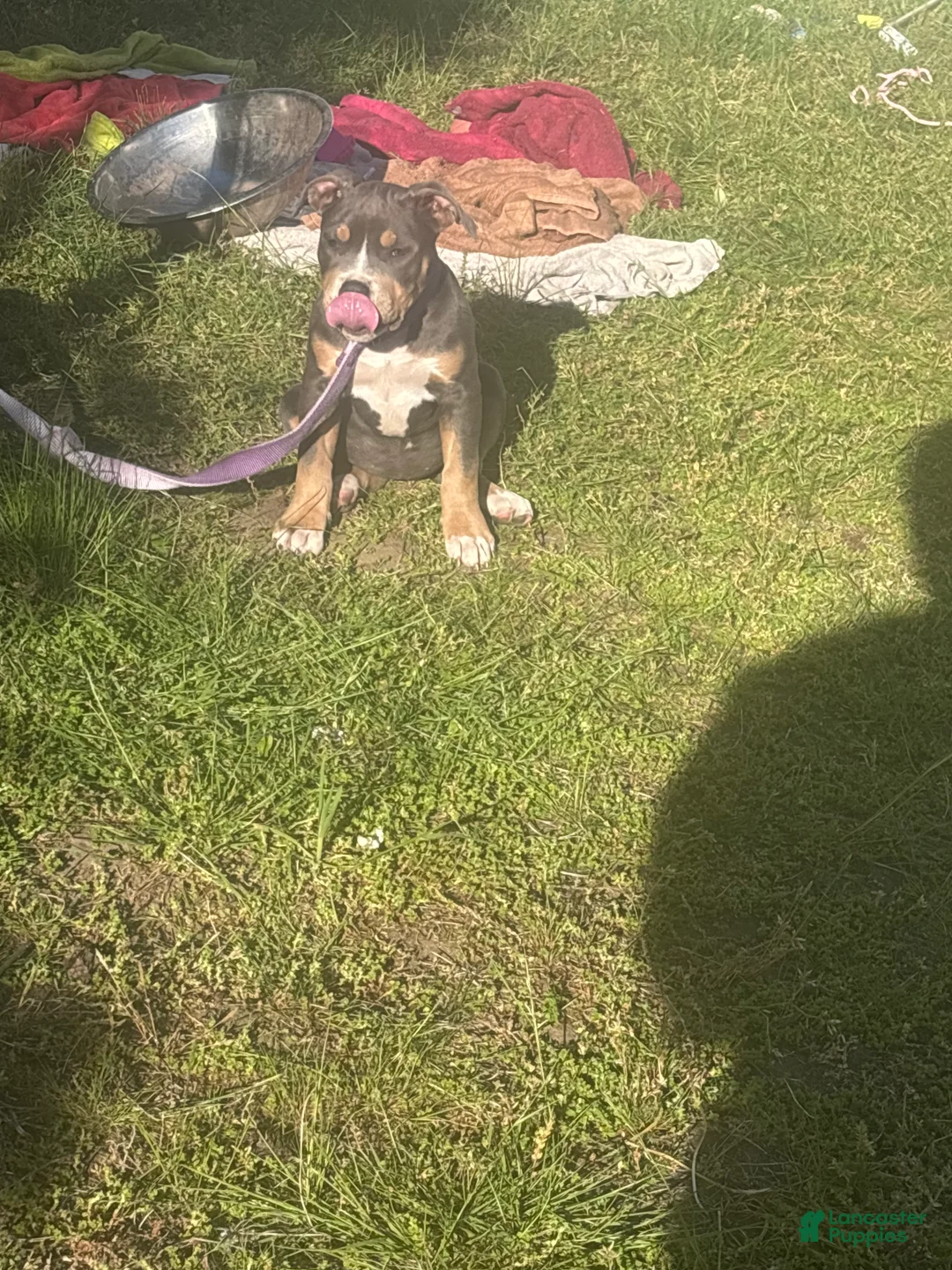 American Bully dogs for sale: American Bully Puppy 2 - Ad 2