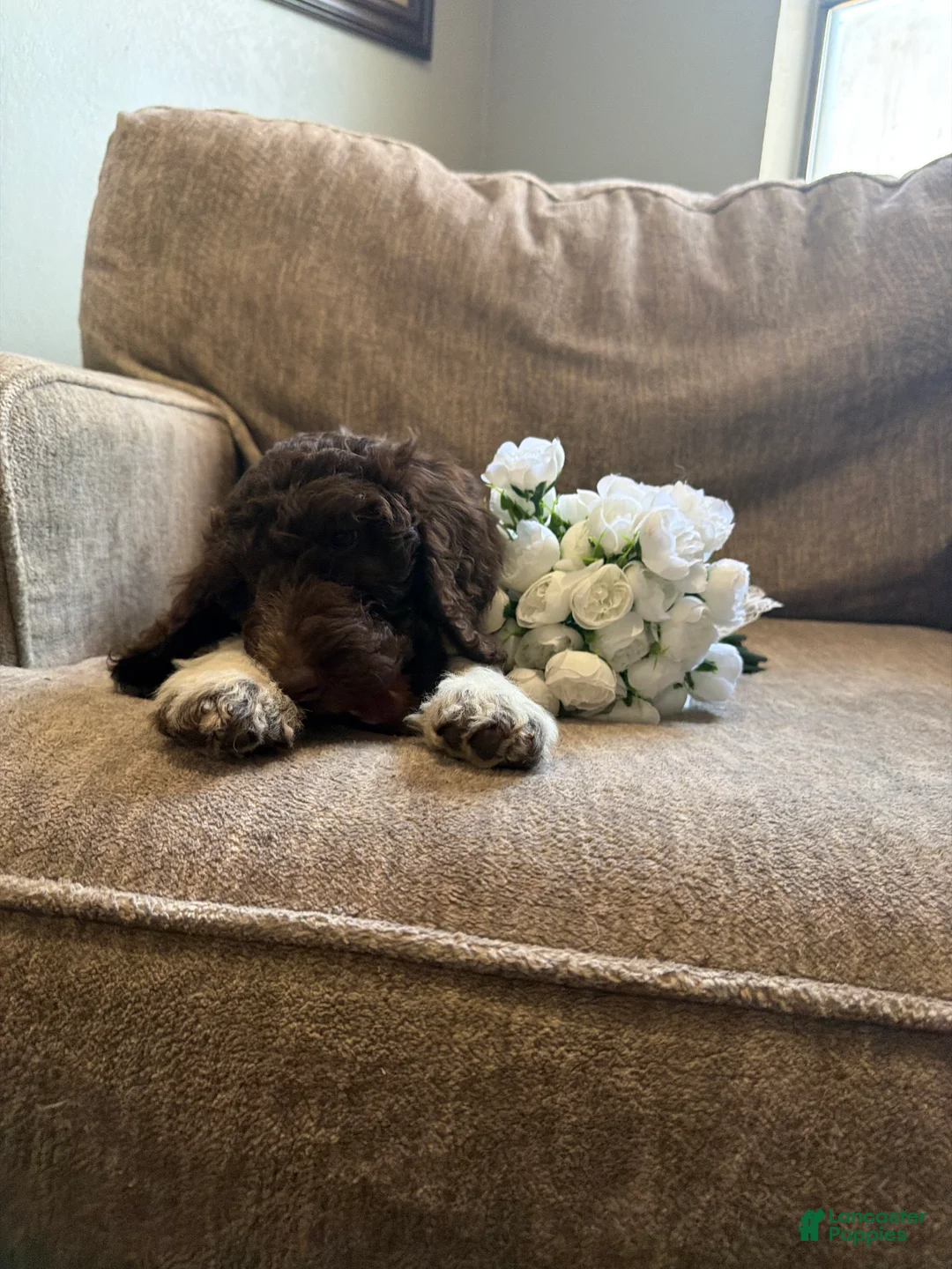 Goldendoodle dogs for sale: Peppermint Mocha - Ad 1