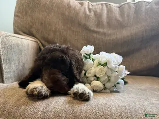 Goldendoodle dogs Peppermint Mocha - Ad 5