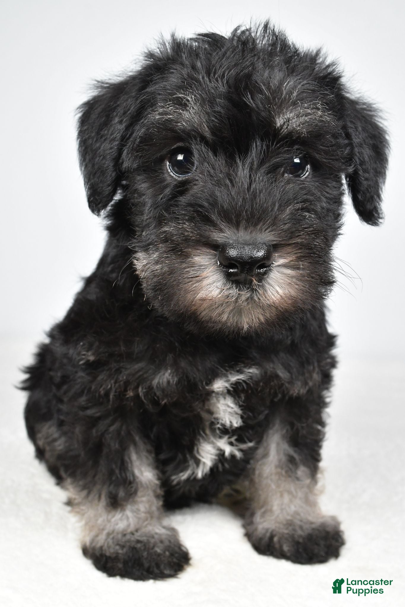 Miniature Schnauzer dogs Milo - Ad 1