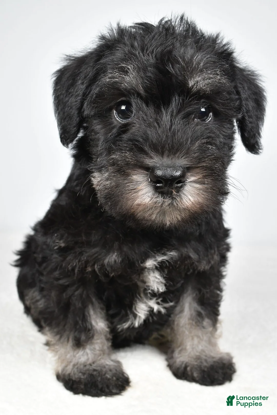 Miniature Schnauzer dogs for sale: Milo - Ad 1