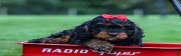 Cavapoo dogs for sale: Wilson 🐾 - Ad 16