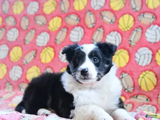 Shetland Sheepdog dogs Dawn - Ad 5