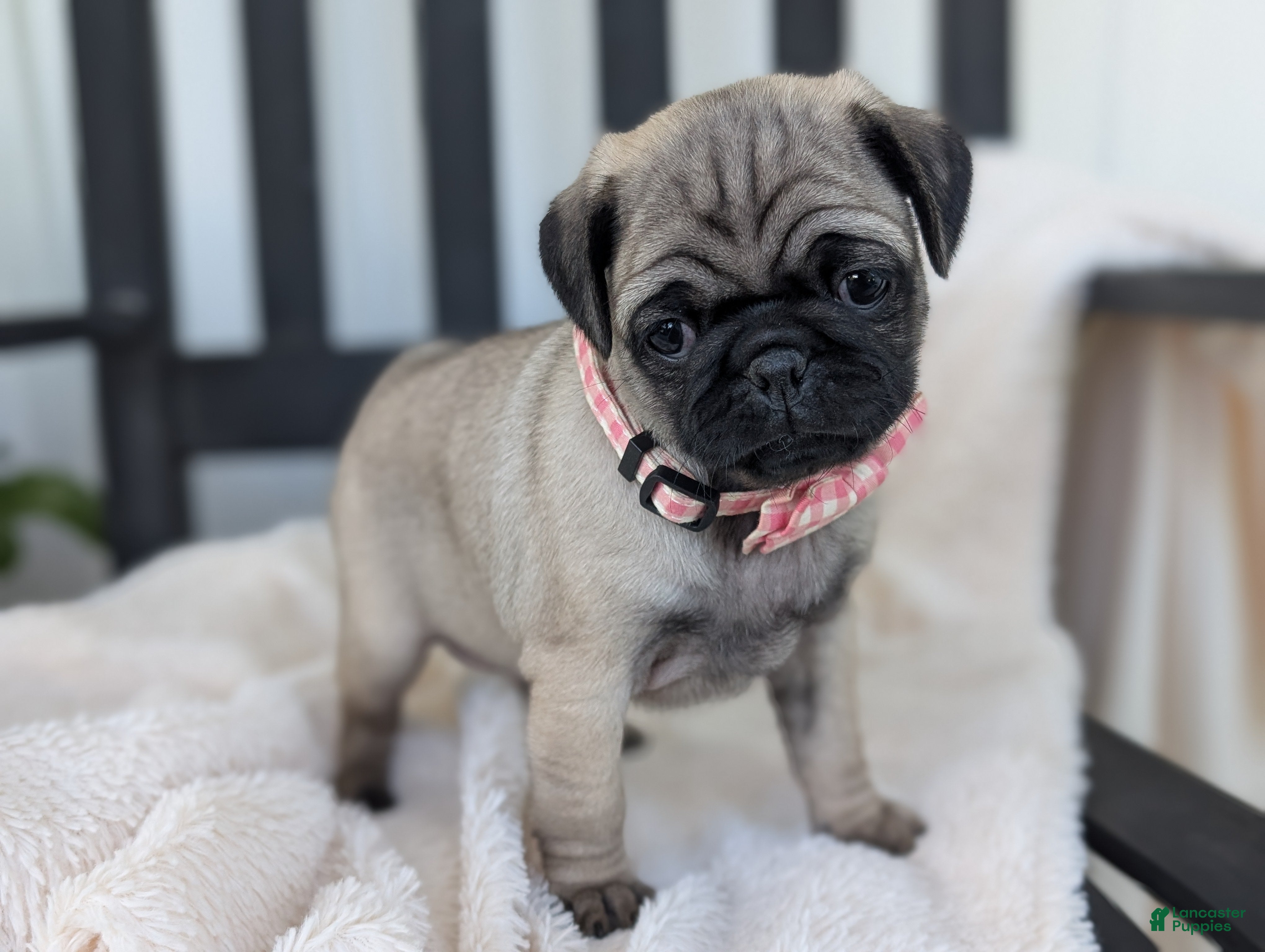 Pug dogs for sale: Taco - Ad 2