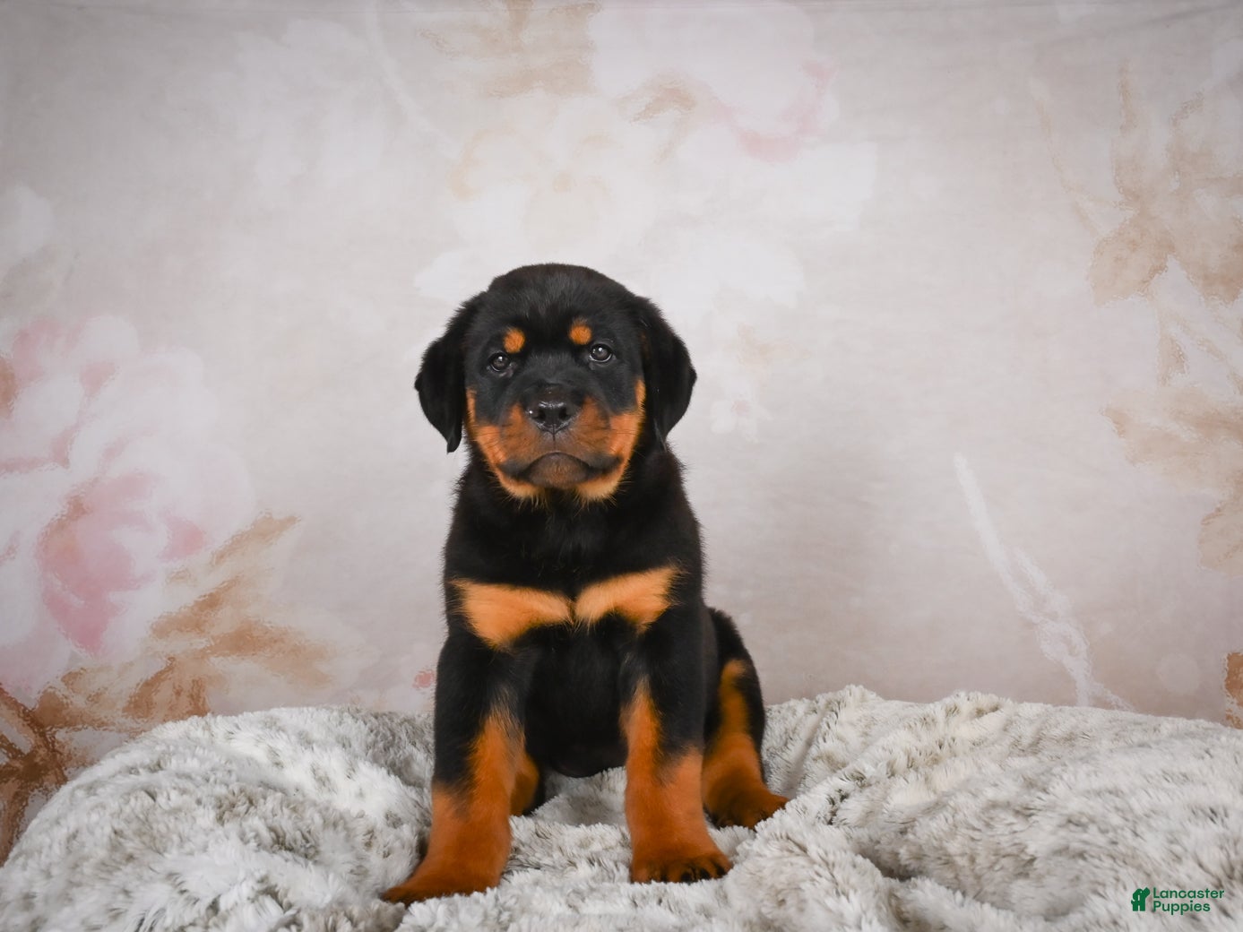 Rottweiler dogs  Sasha 🐾 - Ad 2