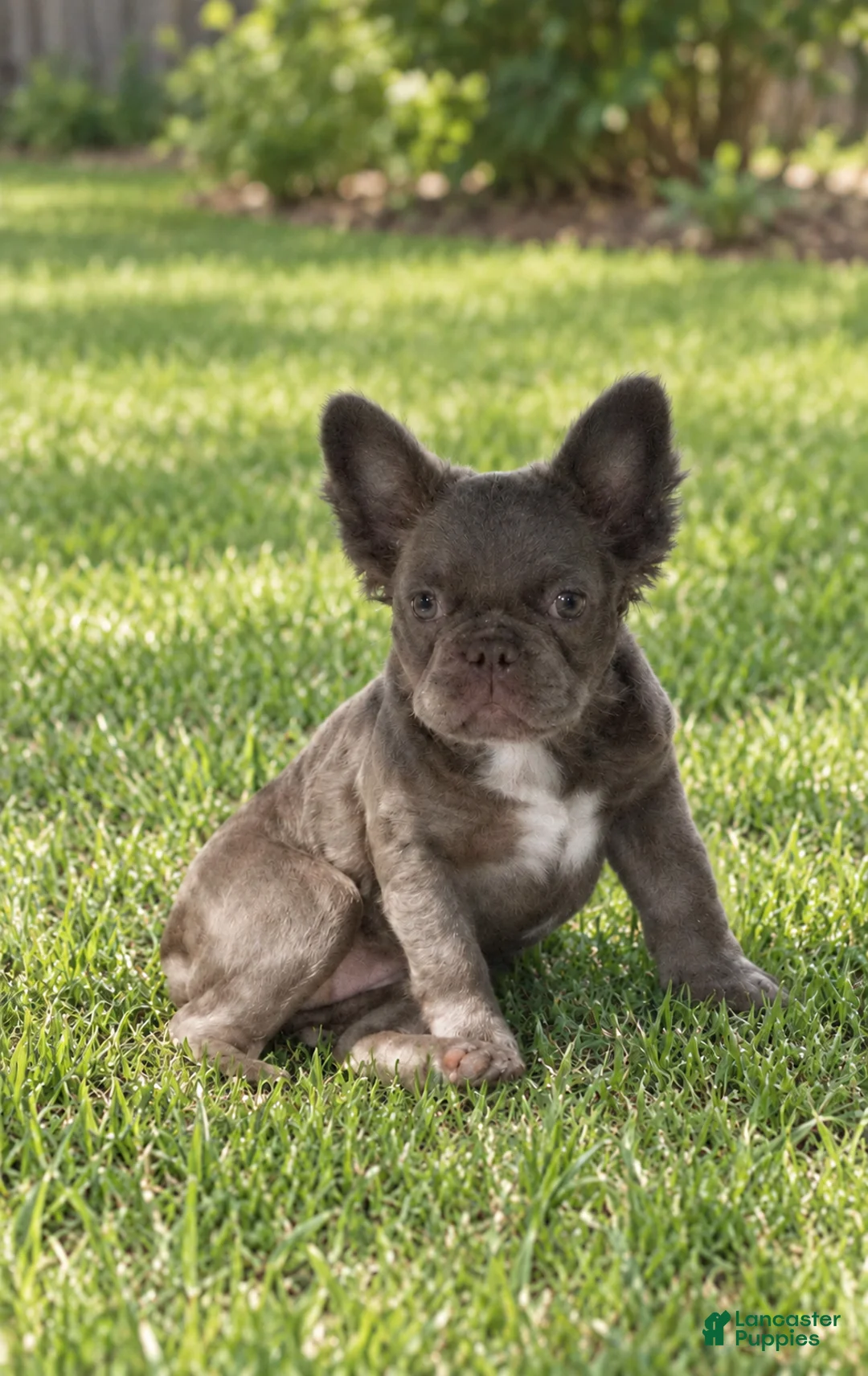 French Bulldog dogs for sale: Violet - Ad 1