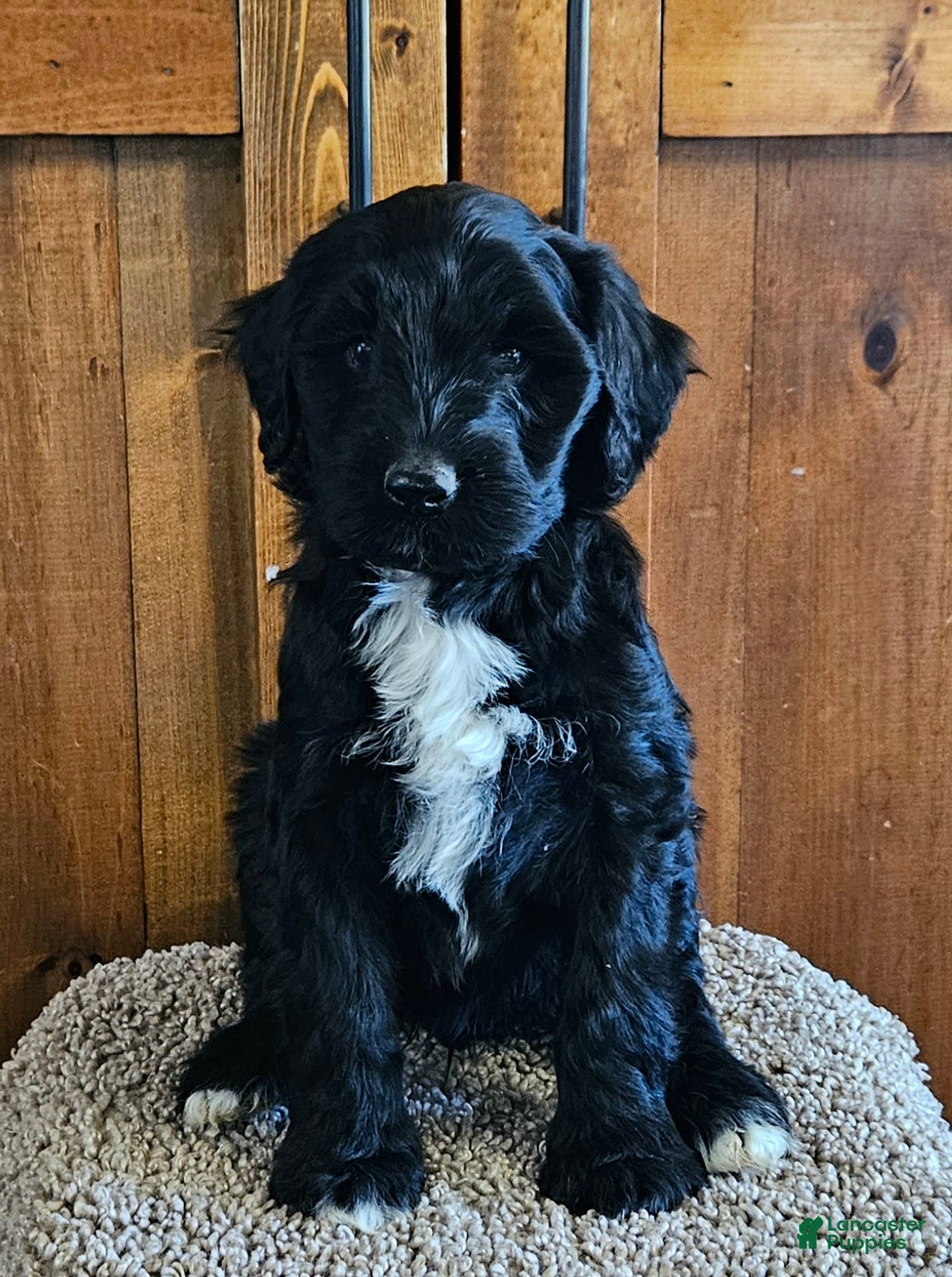 Portuguese Water Dog dogs for sale: Percival (Percy) - Ad 2
