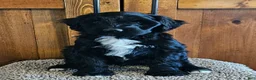 Portuguese Water Dog dogs for sale: Percival (Percy) - Ad 2