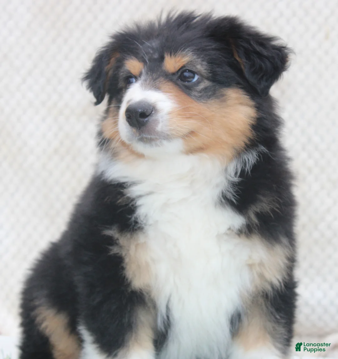Australian Shepherd dogs for sale: Blake - Ad 2