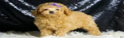 Toy Poodle dogs for sale: Pixie - Ad 5