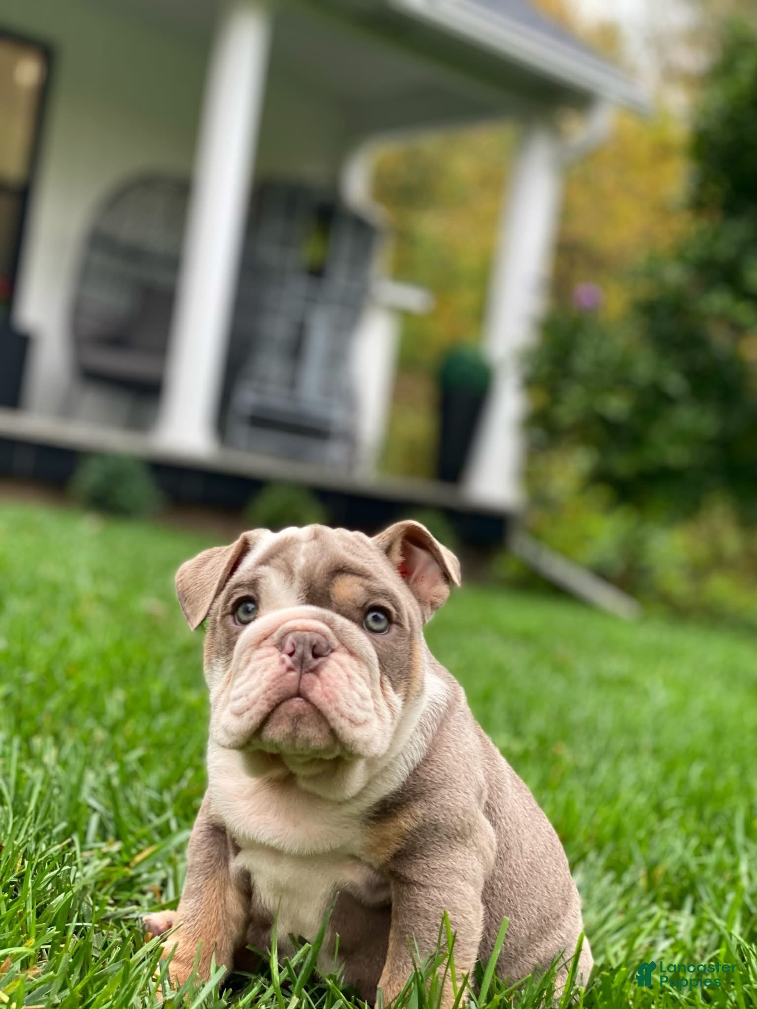 English Bulldog dogs Dicky - Ad 14