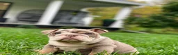English Bulldog dogs for sale: Dicky - Ad 1