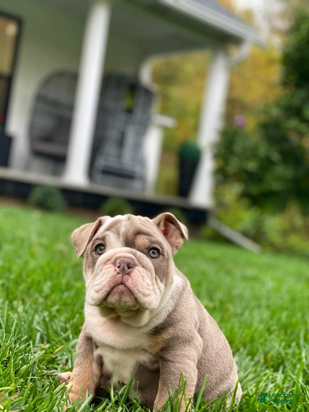 English Bulldog dogs for sale: Dicky - Ad 1