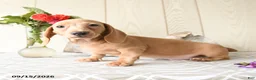 Miniature Dachshund dogs for sale: Rex - Ad 3