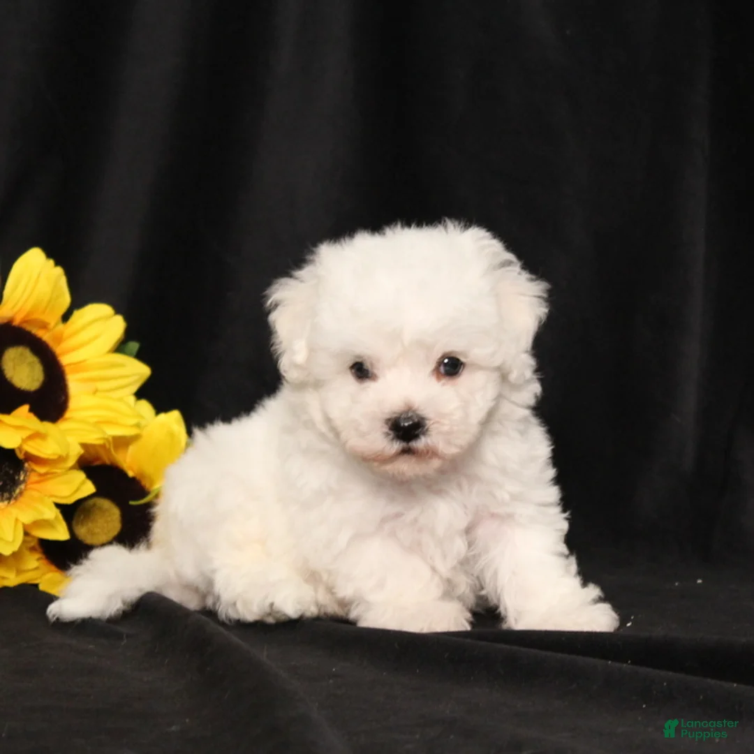Bichon Frise dogs for sale: Koby - Ad 5